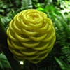 Cone-shaped Flower, San Marcos