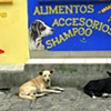 Two Dogs, San Pedro 