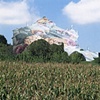 Cornfield