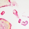 pomegranites- detail