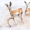 
Antelope Women