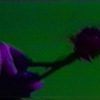 stills from "Passing the Egg" 1991