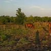 Familys ranch