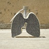 Lungs (back)