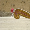Pancreas