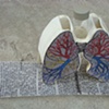 Lungs with scroll removed