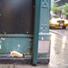 Pancreas on 53rd Street and 5th Avenue