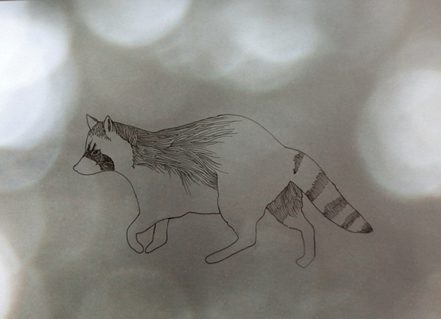 raccoon 