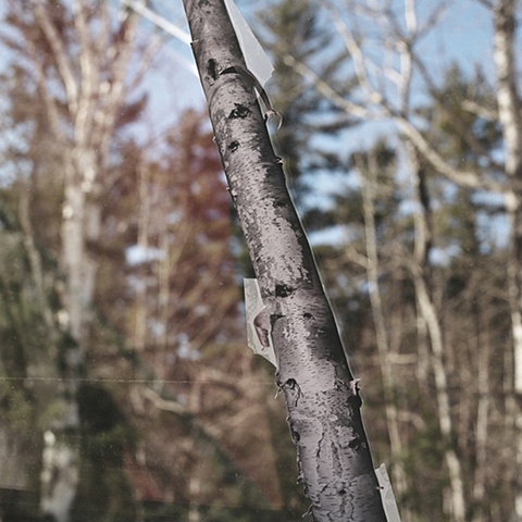 birch