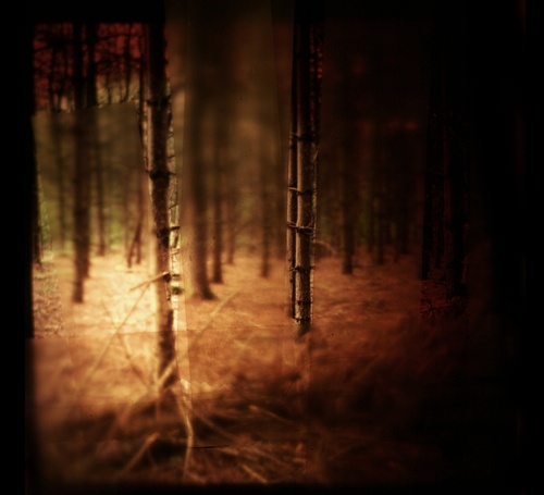 infinite pines
