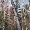 birch