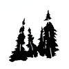 black spruce drawing
