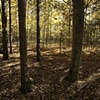side trail - 3564