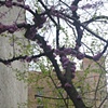 "Spring in NYC"