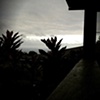 Evening Light