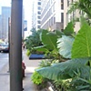 "Urban and Natural World Converge"