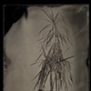 Dracaena marginata