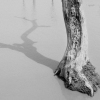 Shadow