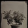 Scheffiera arboricola