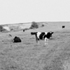 Pasture