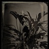 Aglaonema commutatum