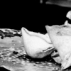 Samosas 2