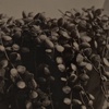 Alternative Processes