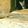 Small Cat