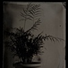 Chamaedorea elegans