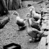 Duck Pen