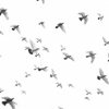 Brids