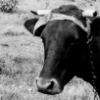 Uncle and Cow