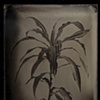 Dracaena fragrans "Victoria"