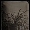 Chlorophytum comosum