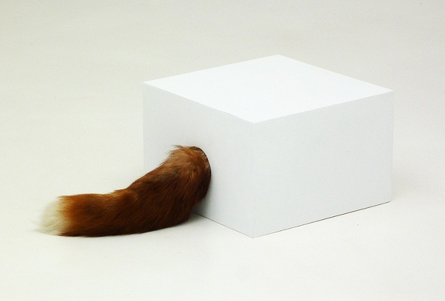 Fox in Box