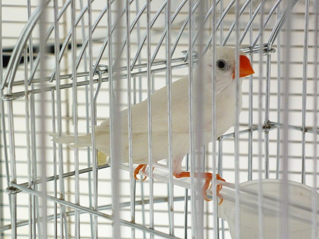 Cage, detail