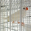 Cage, detail