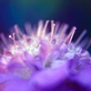 Serendipity II