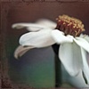 Another Faded Memory Floating By..............