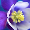 Song of Flower
