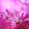 ....and she will walk under the pink blossoms