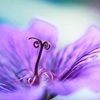 Chimerical