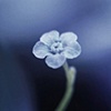 From the deep blue depths.........