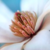 Sugar Magnolia II