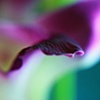 Orchid