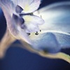 Delphinium of Desires.....