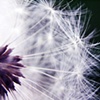 Make a wish