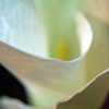 Calla Lilly 