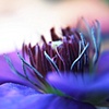 Clematis a landscape of loveliness...... 
