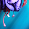 The fate of flowers........